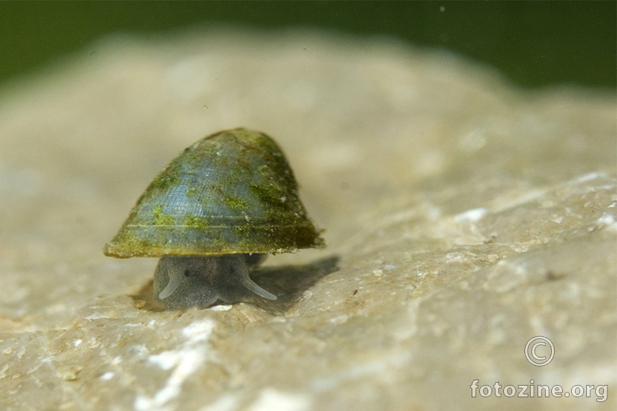 Riječna zdjelica (Ancylus fluviatilis)