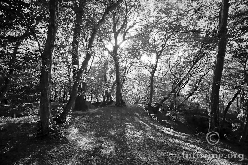 Hoia Baciu Forest, Romania