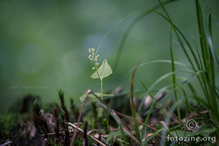 Micro Jungle