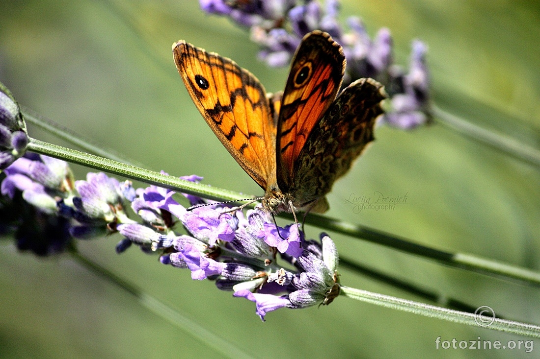 Spread your wings