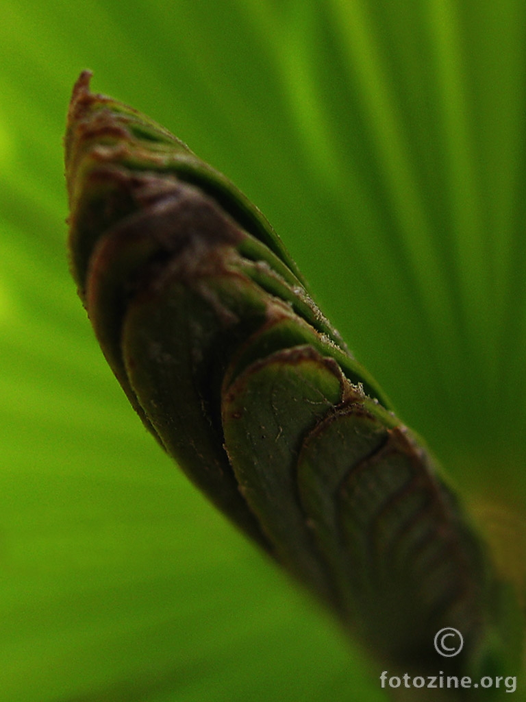 buđenje palme