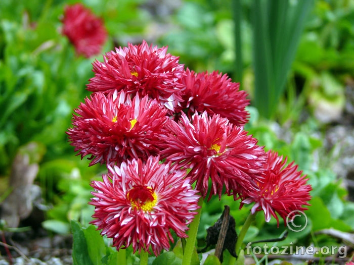 Pink flowers