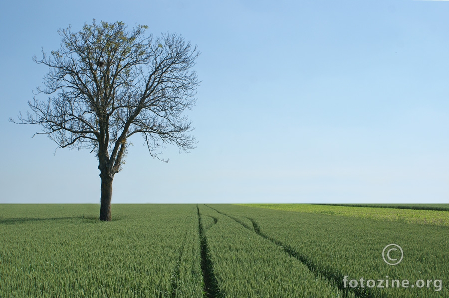 Tragovi u žitu