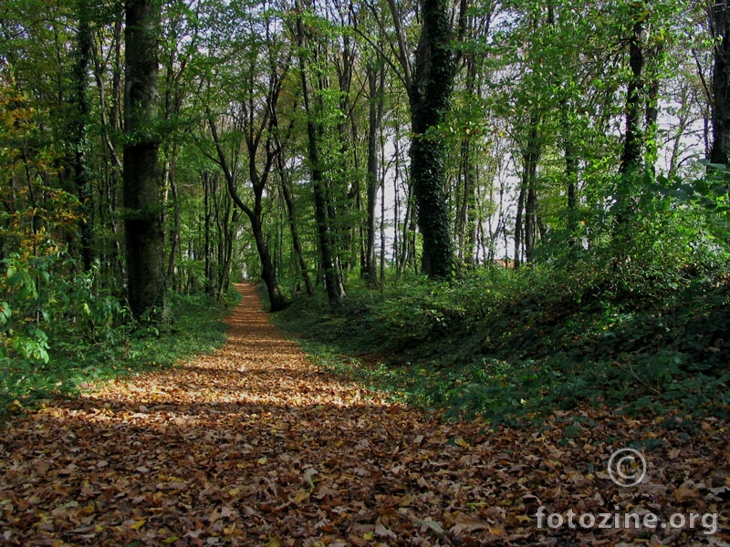 Park šuma