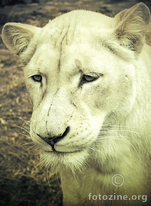 albino