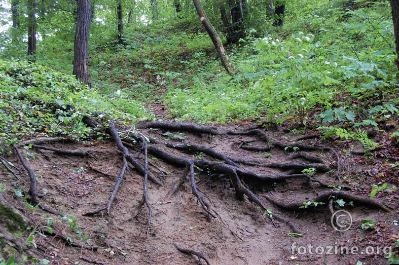 korjeni jedne šume...