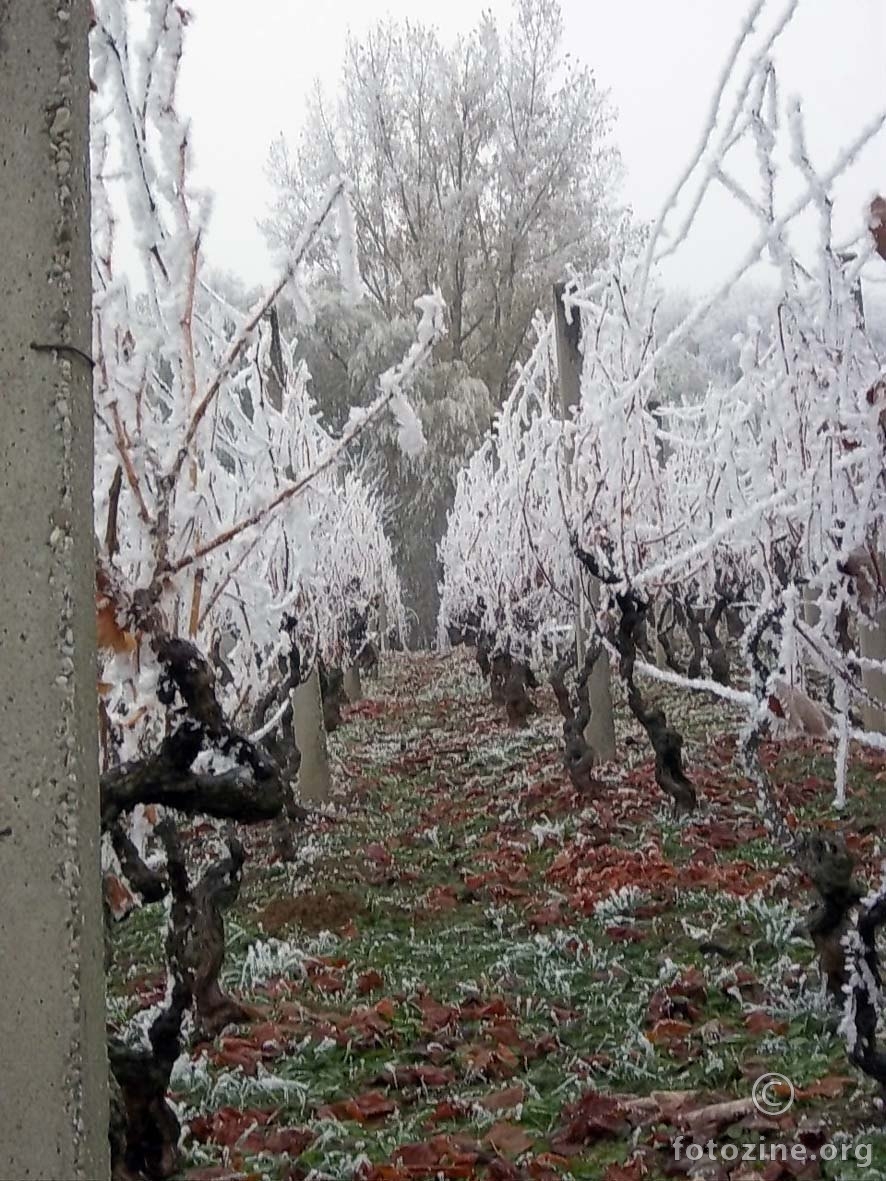 prolaz kroz injem okićeni vinograd