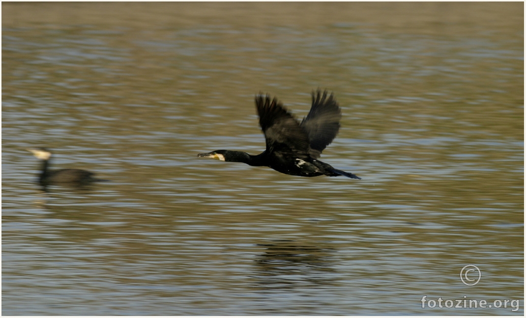 Kormoran u letu.