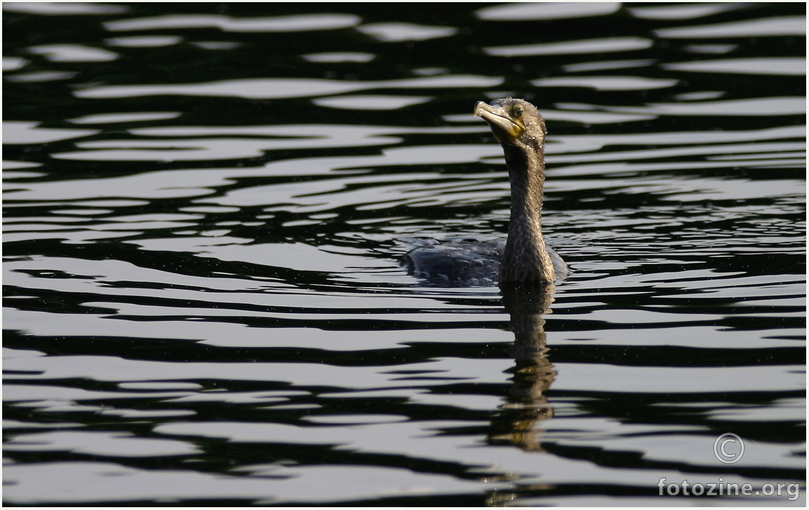 Kormoran.