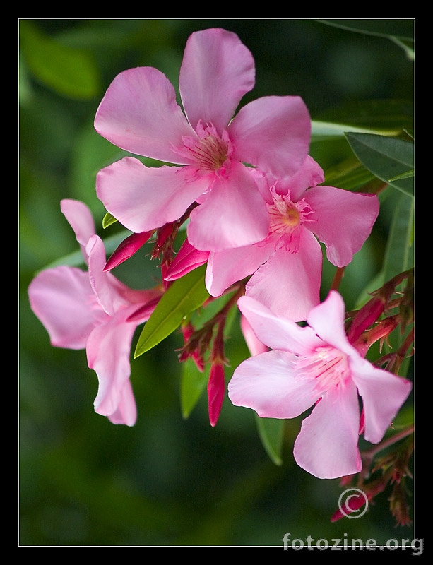 Oleander