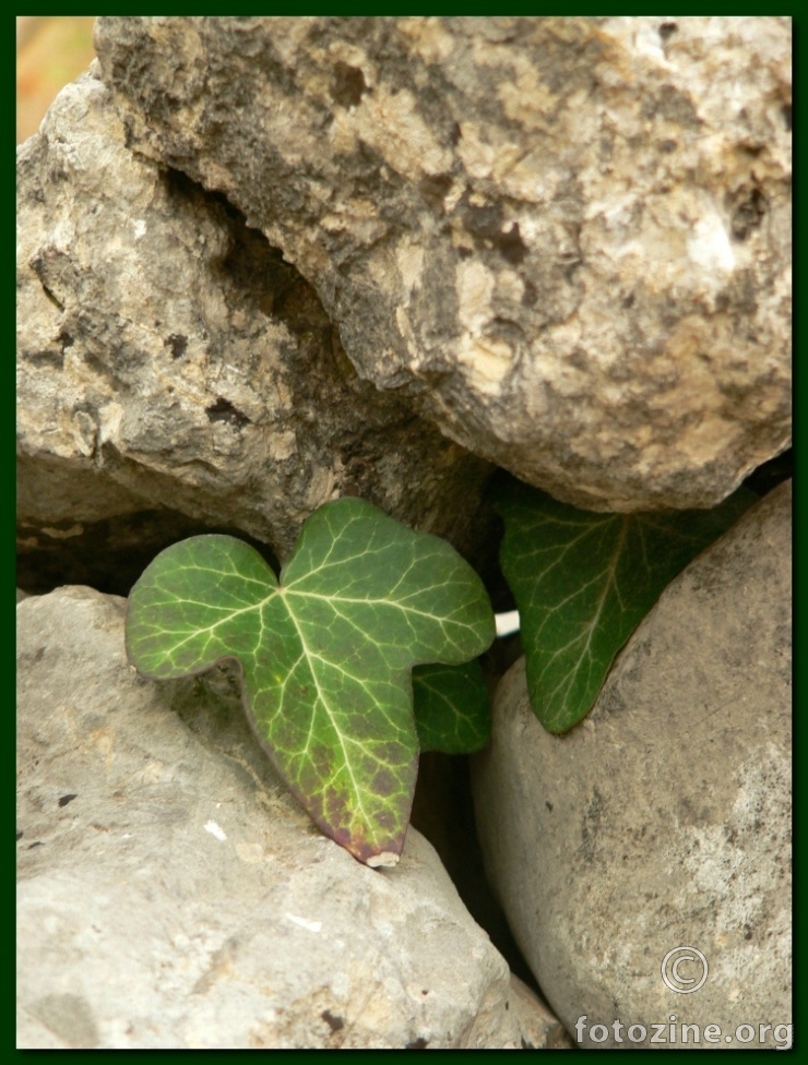  Bršljika (Hedera helix)