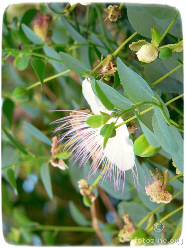 Capparis / Kapar