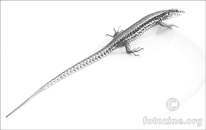 Lizzzard