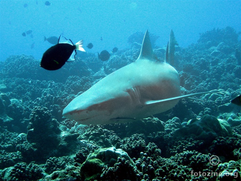 Lemon Shark