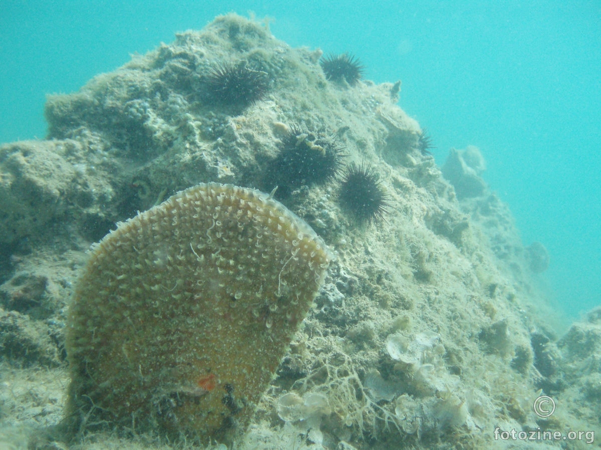 Plemenita Periska (Pinna nobilis)