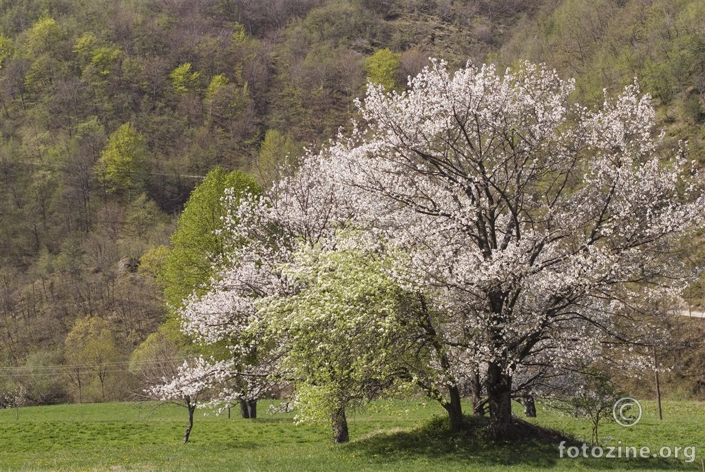 Žumberačke trešnje