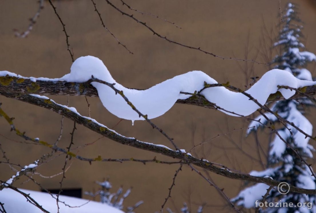 poskok albino