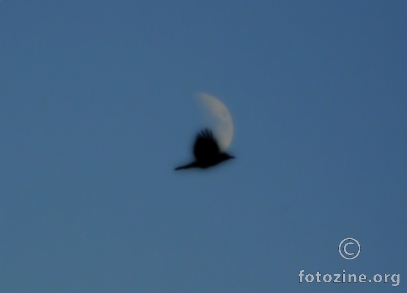 MOONBIRD