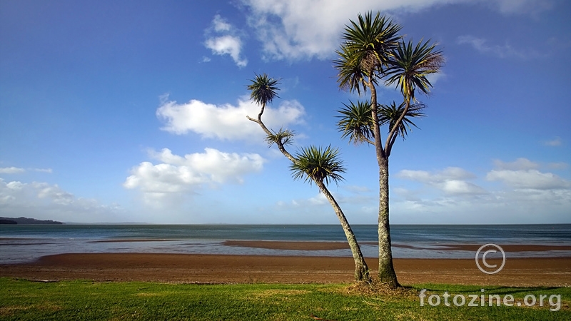 Cabbage Tree