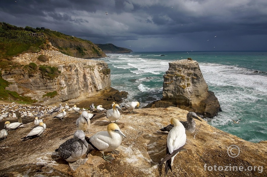 Muriwai Cliffs 