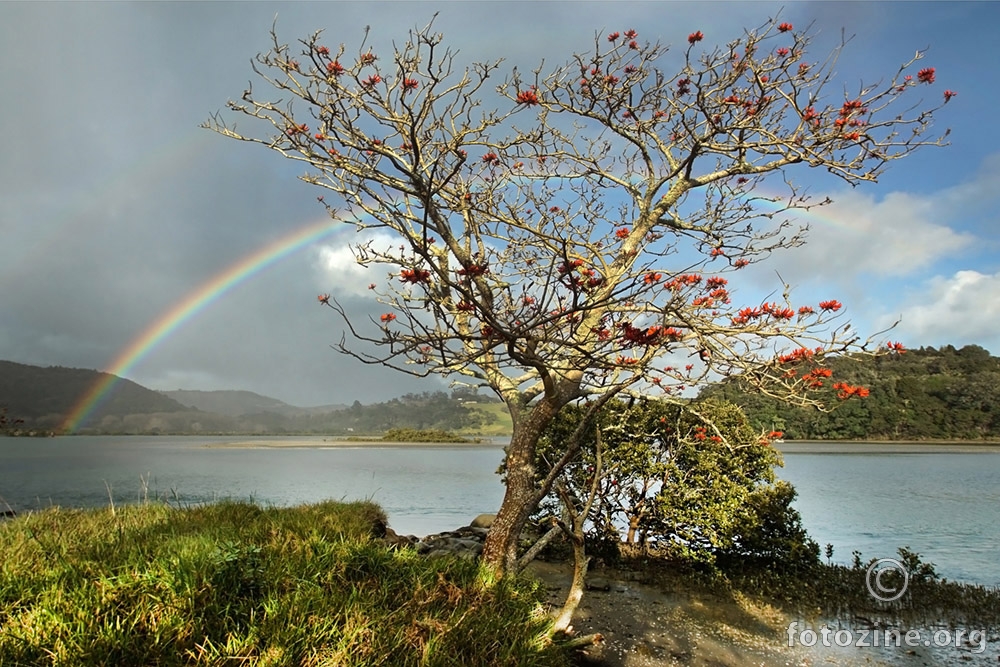 Puriri Tree