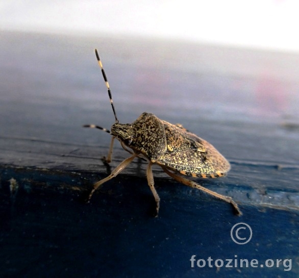 Brown marmorated stink bug