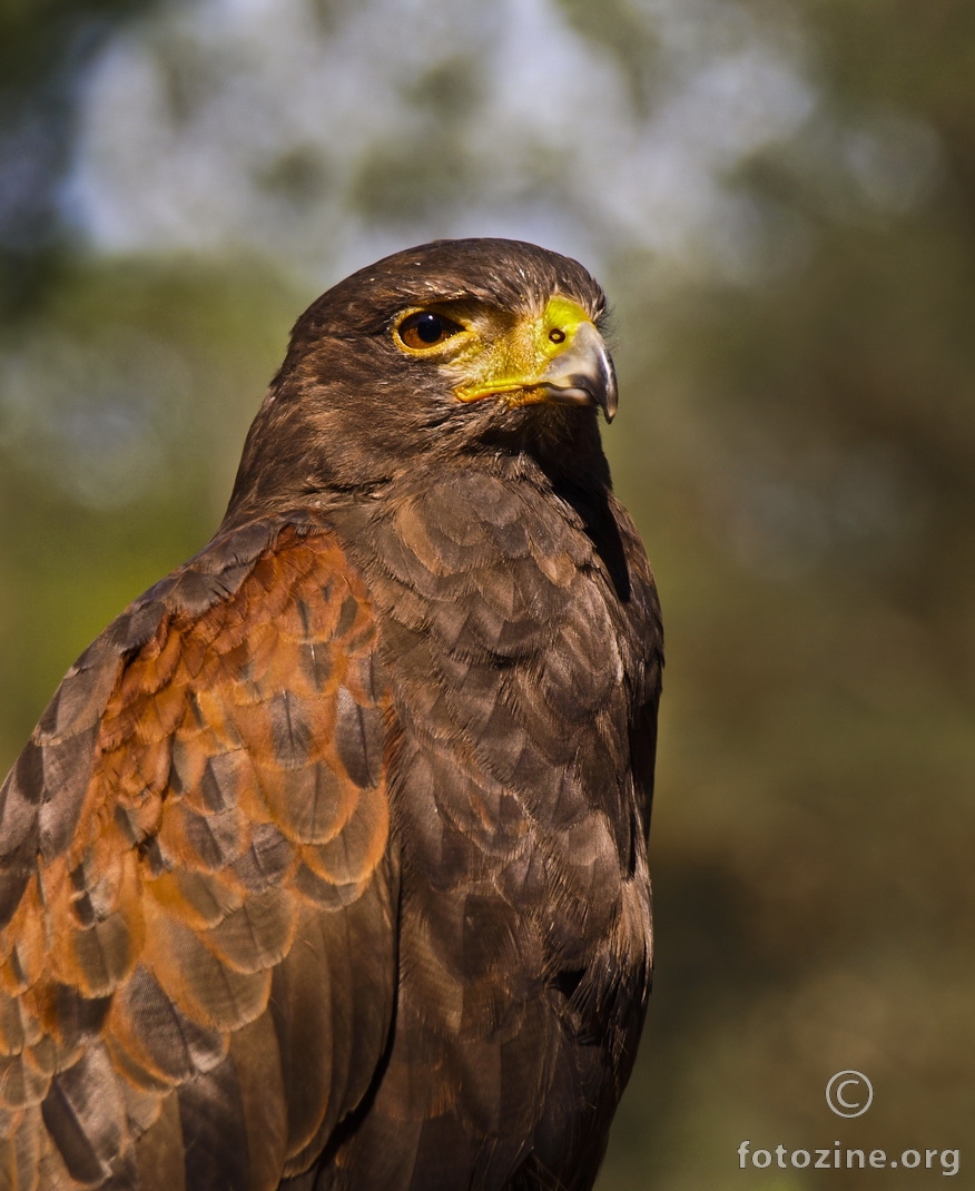 Harris hawk