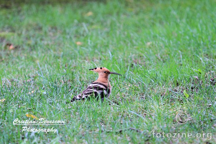 Pupavac (Upupa epops)