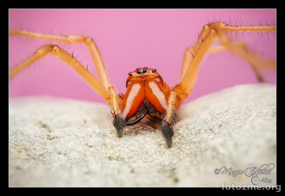 Cheiracanthium punctorium mužjak