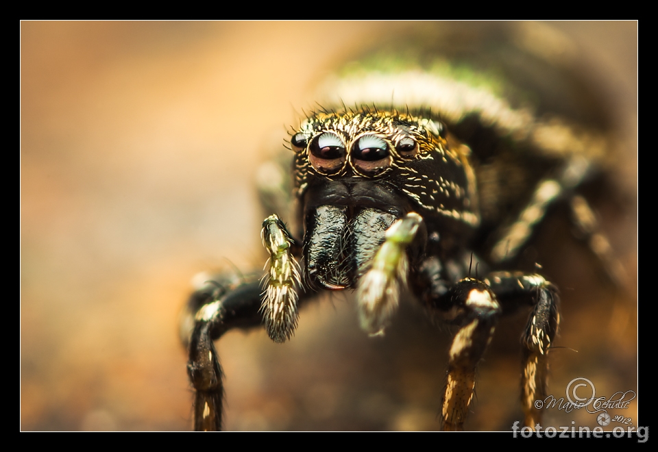 Heliophanus auratus female jumping spider