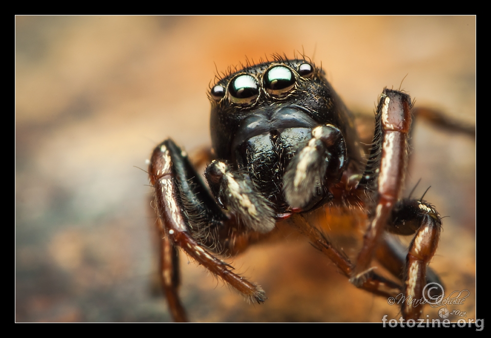 Heliophanus auratus male jumper