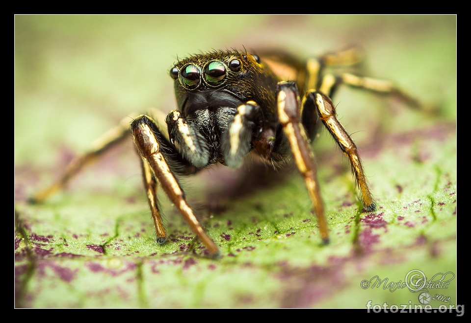 Heliophanus auratus mužjak