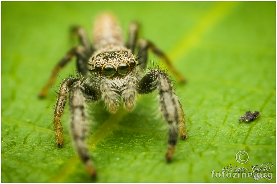 Mendoza Canestrinii male jumping spider