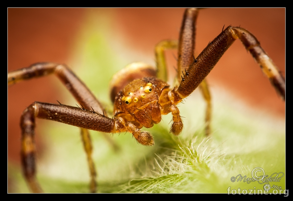 Misumenops tricuspidatus crab spider