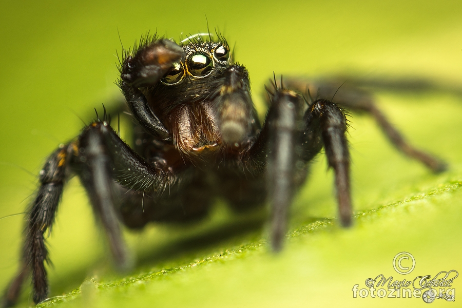 Phlegra fasciata mužjak