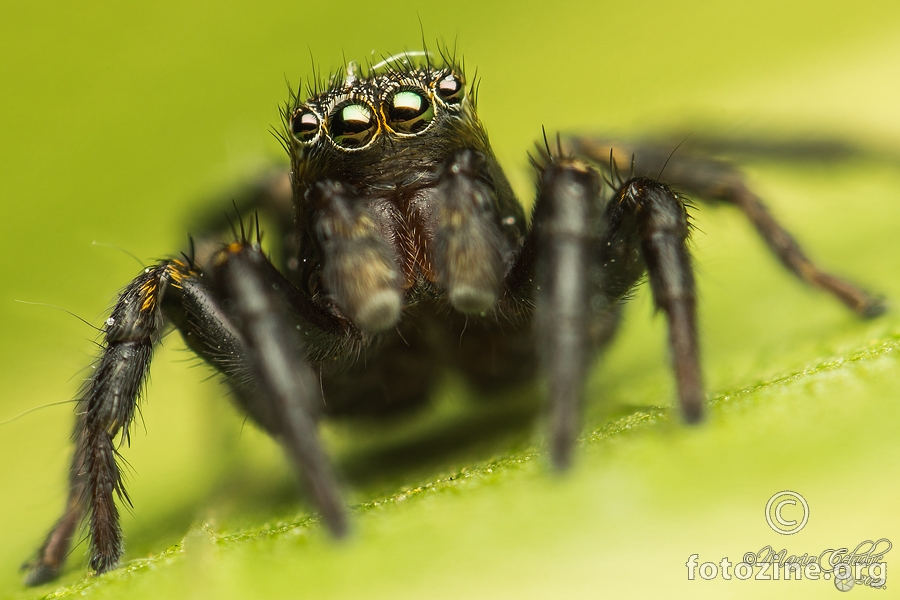 Phlegra fasciata mužjak