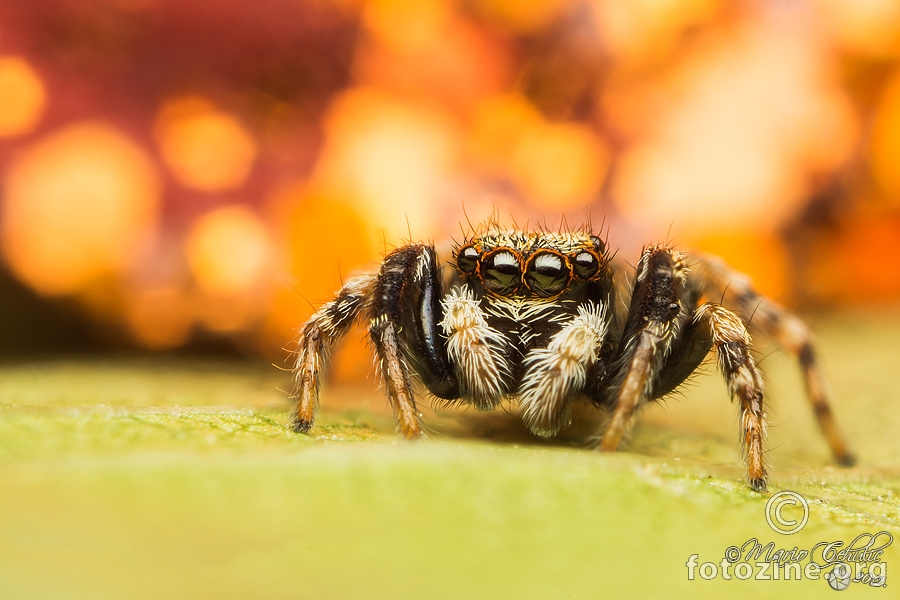 Pseudeuophrys lanigera mužjak