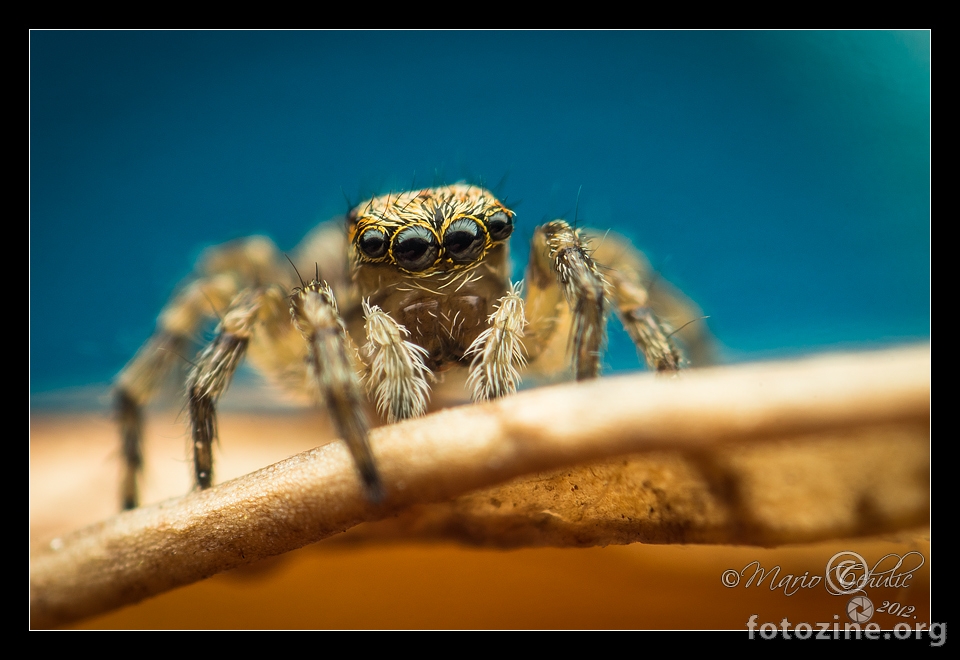 Pseudeuophrys erratica ženka