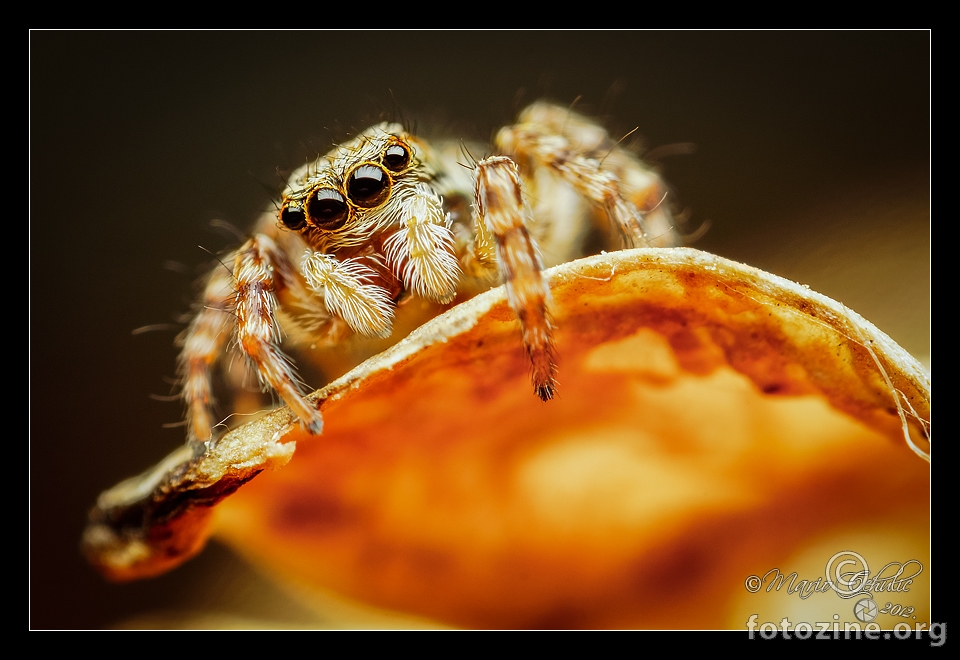 Pseudeuophrys lanigera ženka