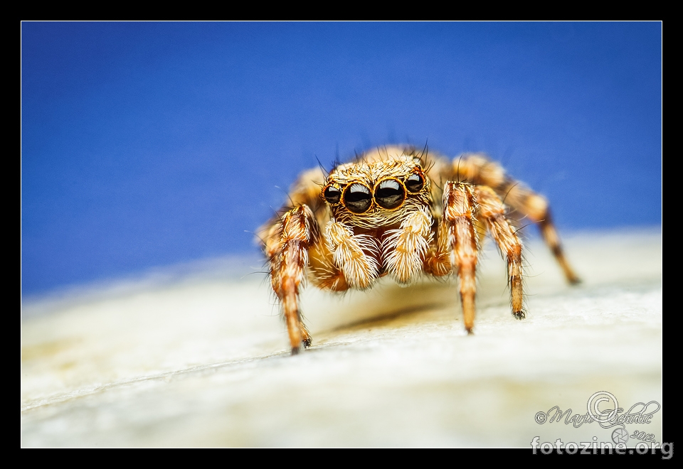 Pseudeuophrys lanigera ženka