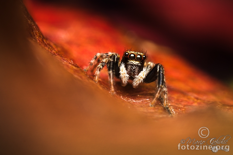 Pseudeuophrys lanigera mužjak