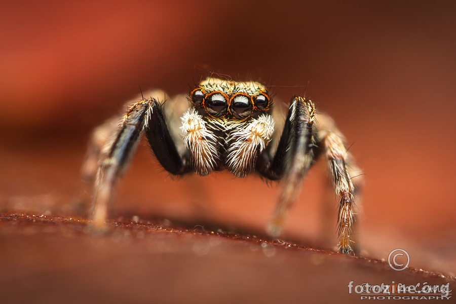 Pseudeuophrys lanigera mužjak