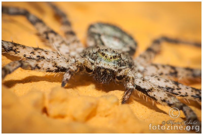 Philodromus margaritatus (Philodromidae)