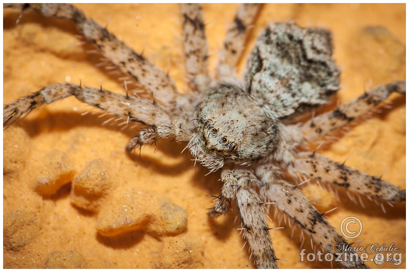 Philodromus margaritatus (Philodromidae)