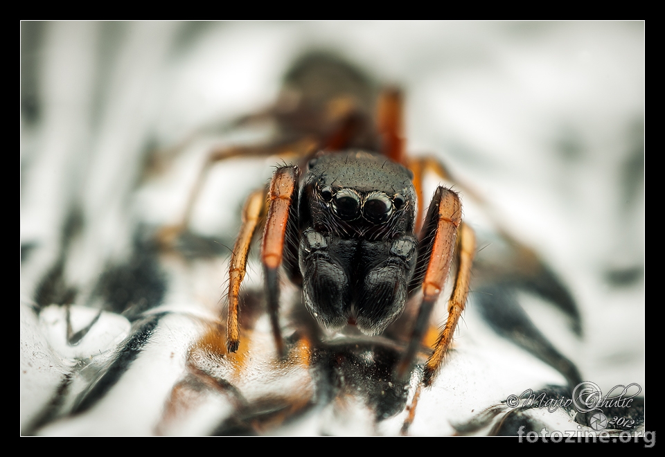 Ant mimic jumping spider