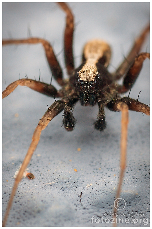 Male Pardosa sp (Lycosidae family)