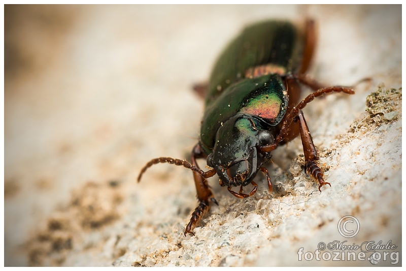 colorful buba