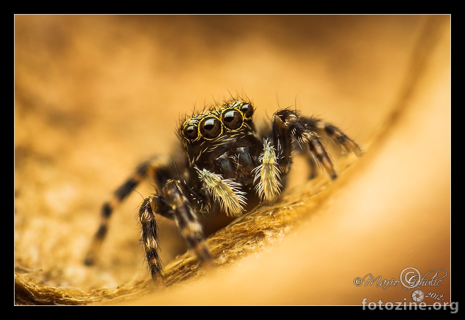 Pseudeuophrys erratica ženka