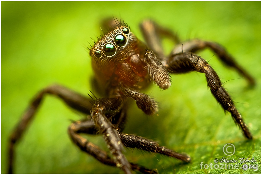 Phlegra fasciata adult male jumper