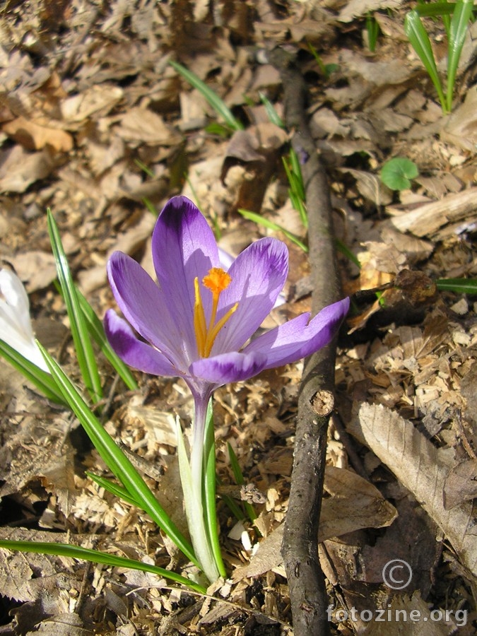 Buđenje